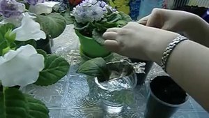 Посадка листов глоксиний, укоренённых в воде !