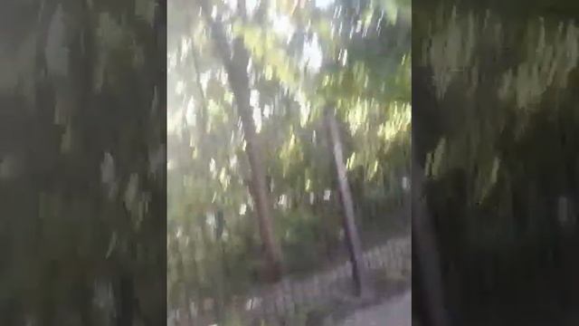 Киев. Лес в центре возле Хрещатика .Прогулка. смотреть онлайн