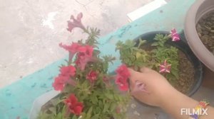 Easy way to propagate Petunia cutting  ||  काटने से पिट्यूटिया बढ़ने का आसान तरीका || Get Full Bloo