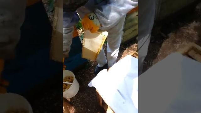 Отбор сот на пасеке. Лесная акация 2015 смотреть онлайн