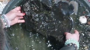 Чистка в потоке от негатива отливками на воске. Снятие порчи на обмен местами.