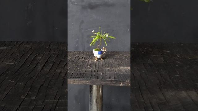 Bonsai Biophytum sensitivum смотреть онлайн