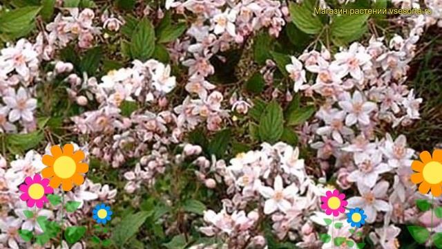 Дейция гибридная Кампанулата. Краткий обзор, описание характеристик deutzia rosea Campanulata смотреть онлайн