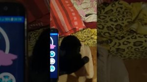 Кошачий переводчик с кошачьего языка на человеческий