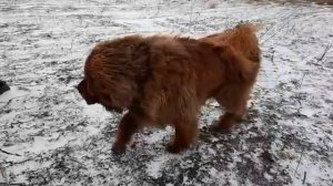 Кане Корсо и Тибетский мастиф