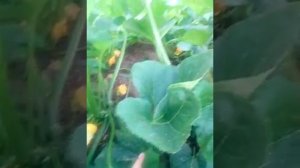 Патиссон "Солнышко"