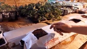 Кокосовый мат: высадка саженцев клубники