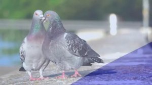 Родина мать минус микс