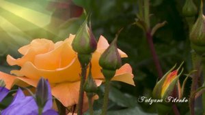 Солнце и Розы Sun and Roses