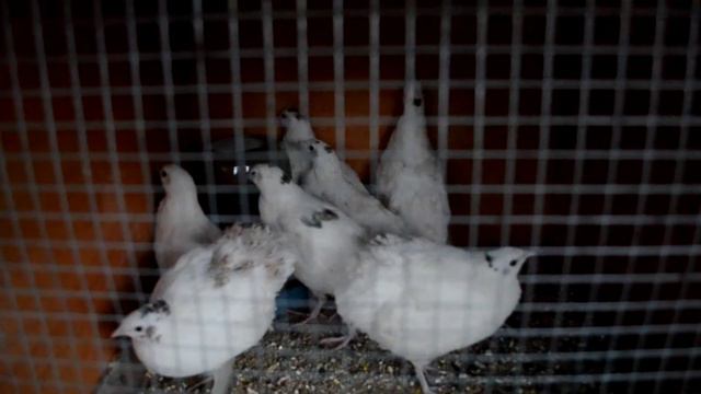 Перепуганные белые перепелки смотреть онлайн