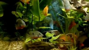 НАННАКАРА НЕОНОВАЯ против АКАРЫ БИРЮЗОВАЙ БЫСТРЫЙ БОЙ