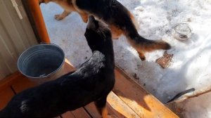 Знакомство щенка Немецкой овчарки с другими собаками.