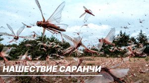 Юг России атаковали полчища саранчи. Гигантские стаи сметают все живое на своем пути
