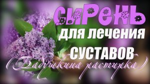 Лечебная настойка из СИРЕНИ Пока цветет сирень приготовьте РАСТИРКУ для суставов