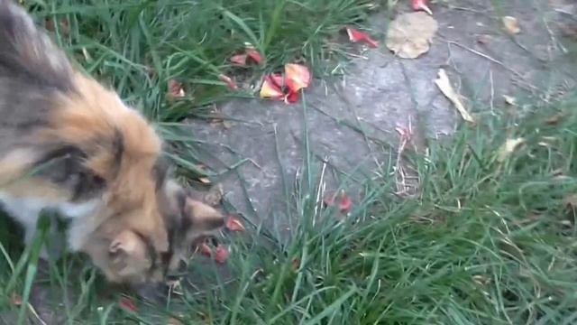 Кошка ест дыню. Животные любят сладости смотреть онлайн