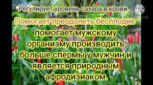 кыст аль хинди
