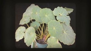 Бегония диадема (Begonia diadema)