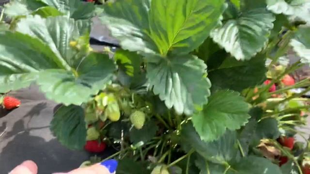 Тельма клубника 24 мая в Краснодарском Крае