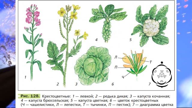 Биология параграф 25 класс