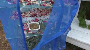 Лепестки роз собираем, используем с пользой Мои секреты