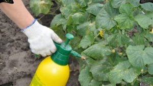 Спасет и подкормит ваши огурцы - обычная зеленка
