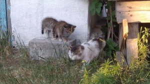 Усатые полосатые в деле.чуть не напали на кота