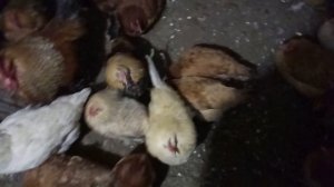 В курятнике –7° а вода не замёрзла!