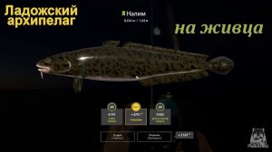 Русская рыбалка 4 / Ладожский архипелаг / Налим на живца(ерша)
