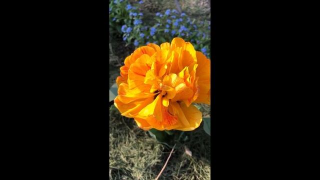 Из видео архива: Мой прежний дом, весна, мама у костра, цветы смотреть онлайн