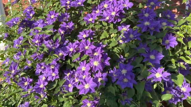 怎样让铁线莲开更多的花｜铁线莲开花的秘诀｜ How to make clematis bloom more смотреть онлайн