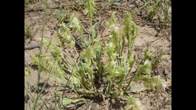 ЛАМАРКИЯ (LAMARCKIA) сем. Злаки смотреть онлайн