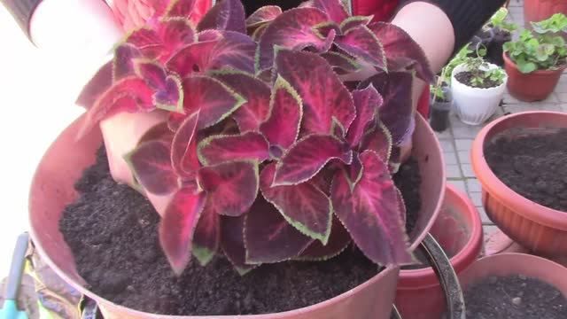 Высадка цветовmp4.mp4 смотреть онлайн