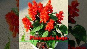 82 Red Flower Plants | Red Flower Plant varieties with Identification | Plant and Planting