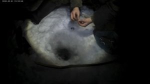 На Рыбалку на Снегоходе,поймали Налима,Рыбалка на поставки(Тычки)