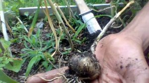 WHEN TO HARVEST GARLIC | How To Plant & Grow Garlic You Already Have at Home | What to Do Next?