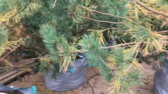 Почему осенью желтеет хвоя смотреть онлайн