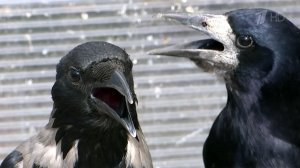 В России участились жалобы на нападения ворон на людей