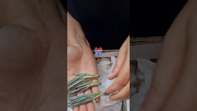 распаковка №3. посылка с суккулентами. много 🎁 смотреть онлайн