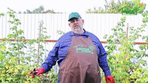 Как сделать обрезку малины осенью?