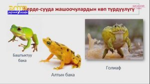 7-класс | Биология  | Жерде-сууда жашоочулар классы жана алардын келип чыгышы. Сойлоочулар классы