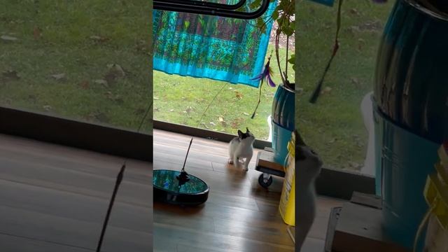 Robot Vacuum Doubles as Kitten Babysitter || ViralHog смотреть онлайн