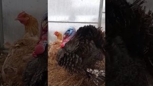 Индейка Бронзовая Широкогрудая.