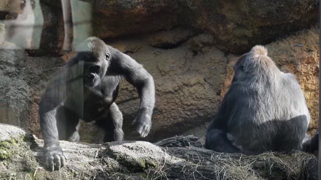 Baby gorilla Sumomo and silverback Haoko sleeping in unique postures | Gorilla Haoko Family смотреть онлайн