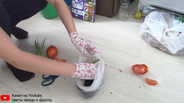 Особенности посадки и выращивания лука в полиэтиленовом пакете дома смотреть онлайн