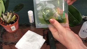 Звезда Ютюба Клементина. Проверка орхидеи на вирус, Пятна на листьях фаленопсиса, вирус это или нет