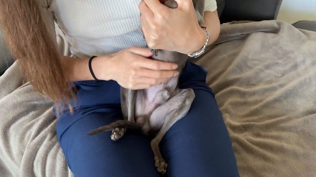 How to BRUSH Your Italian Greyhound's TEETH | Simple Instructions & What You Need смотреть онлайн