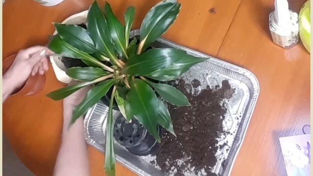 Джунгли в квартире. Ода хлорофитуму смотреть онлайн