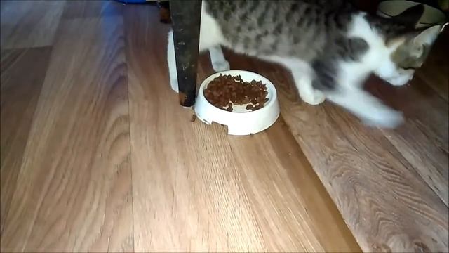 Котенок закапывает миску с едой смотреть онлайн