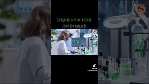 Папоротник- орляк, полезные свойства