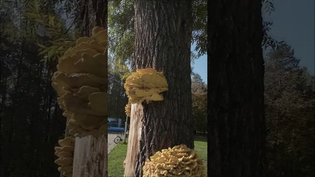Дерево с грибами